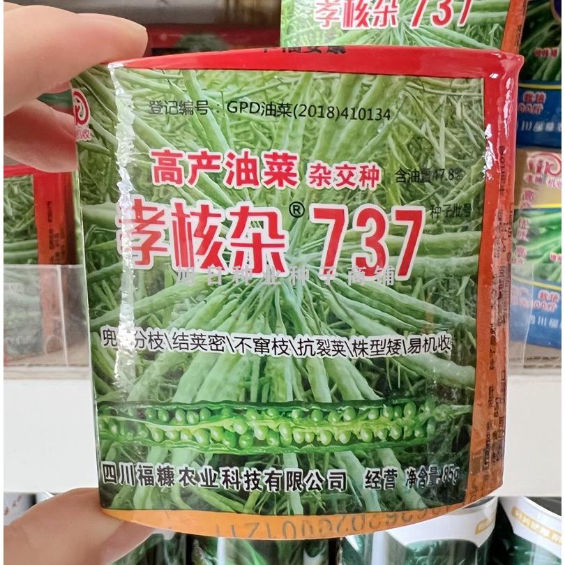 榨油用油菜籽 杂交高产孝核杂737油菜种子冬季耐寒抗倒油菜花种孑