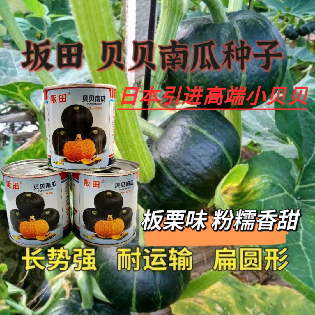 阪田贝贝南瓜种子扁圆型迷你小贝贝粉糯香甜板栗礼品南瓜种子籽孑