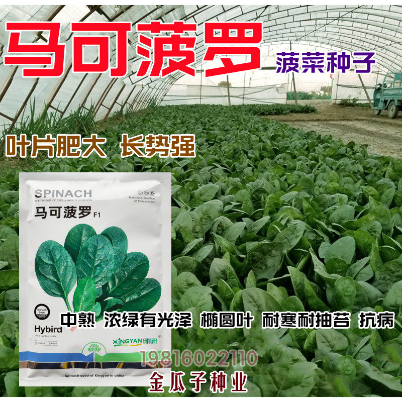 马可菠罗菠菜种子中熟直立叶片肥大抗病耐寒耐抽苔菠菜种籽蔬菜孑
