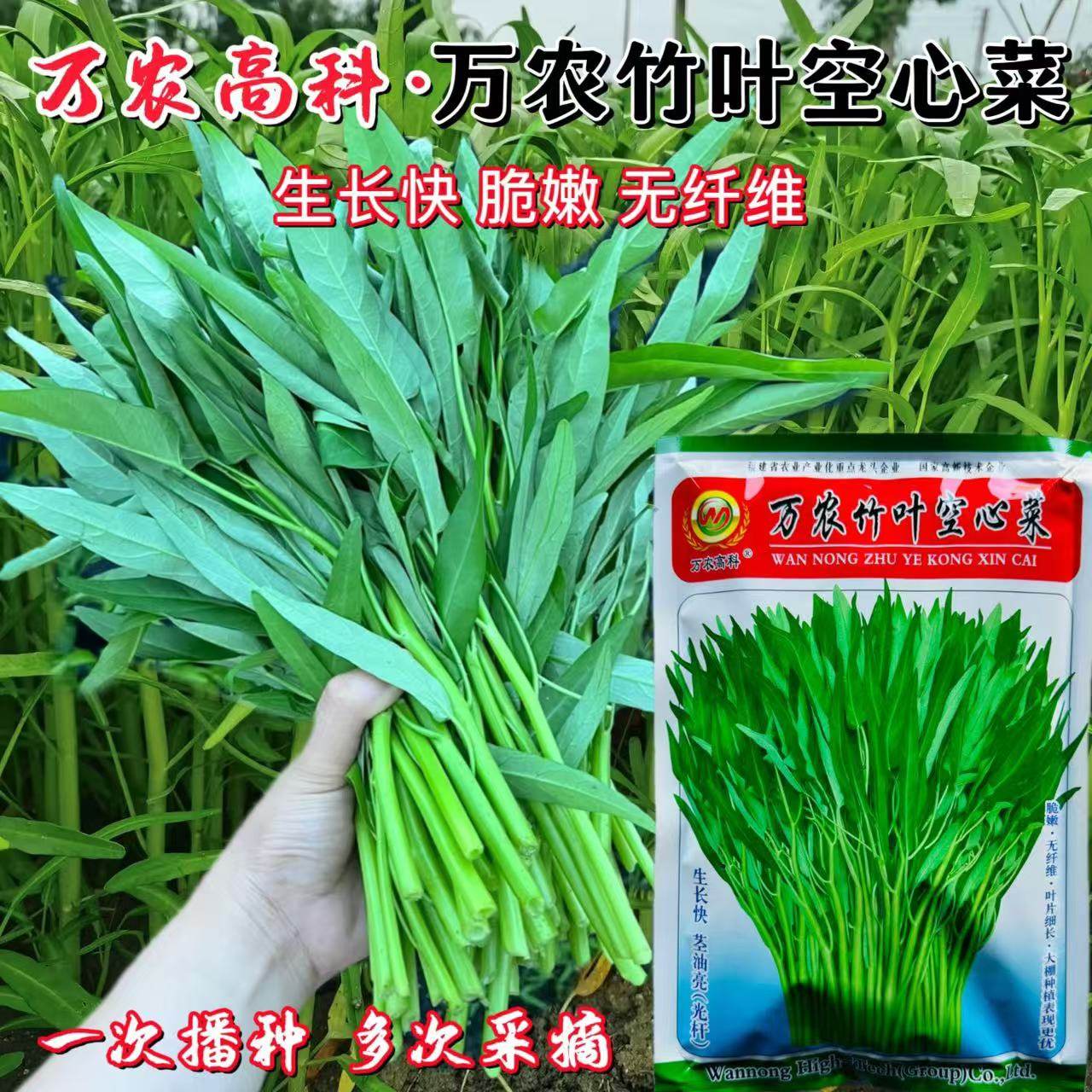万农竹叶空心菜种子小叶白杆空心菜种子水培通心菜春夏季蔬菜种子
