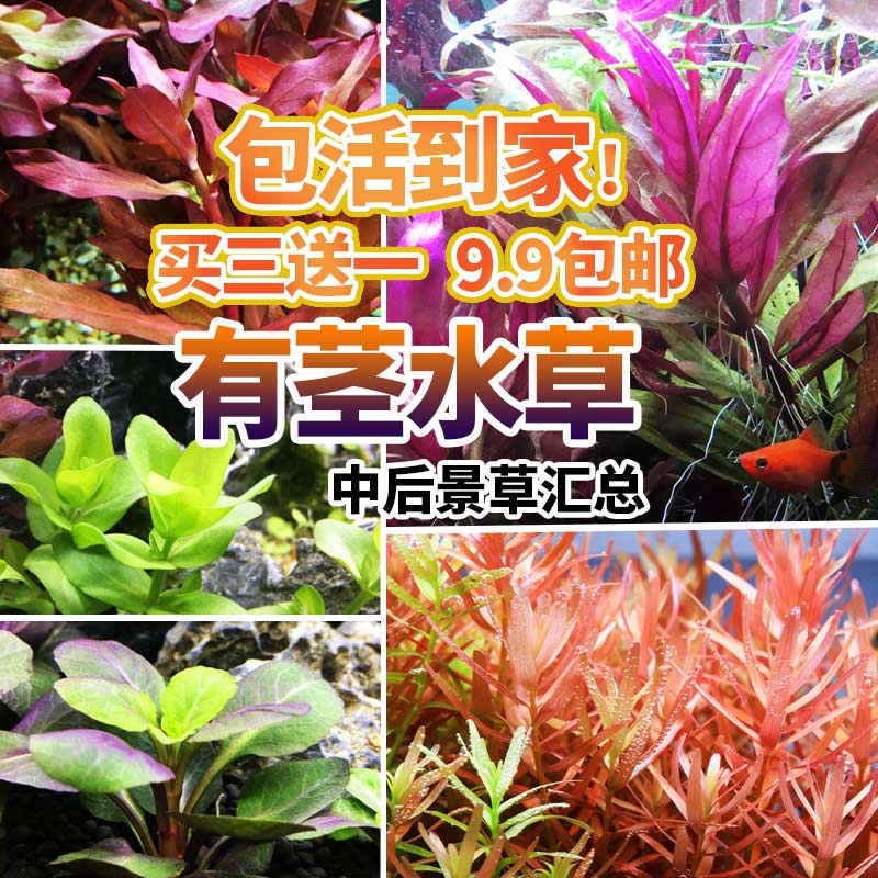 鱼缸懒人真水草活体植物淡水有茎草缸造景水族箱后景绿菊装饰套餐