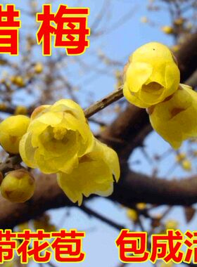 盆景树桩庭院梅花地栽