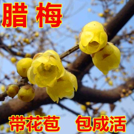 腊梅盆景树桩腊梅树苗腊梅庭院梅花盆栽地栽素心馨口虎蹄梅花树苗