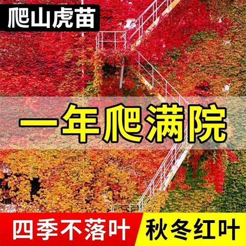 爬山虎苗盆栽三叶爬山虎爬墙虎爬藤大苗五叶地锦遮阳庭院耐寒四季