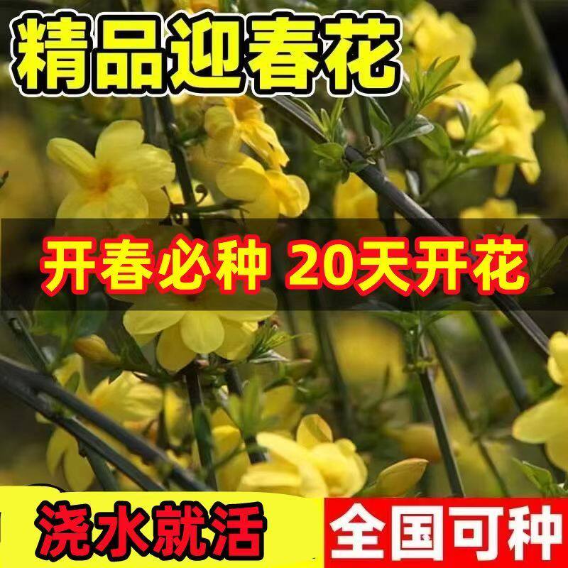 迎春花苗连翘树苗室外