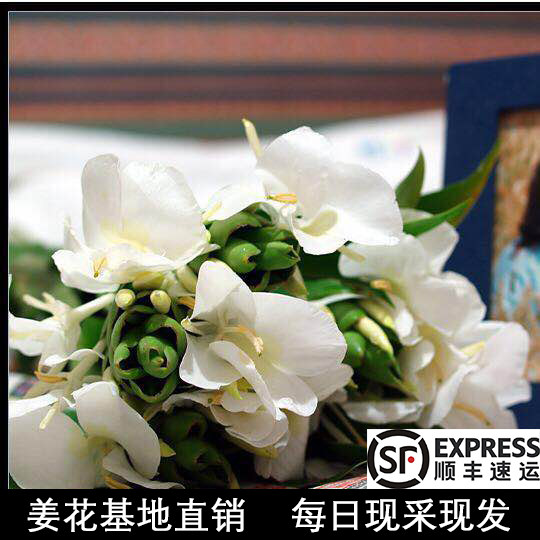 姜花基地直销】白姜花台湾10支种球鲜花切花白色蝴蝶花栀子花香气