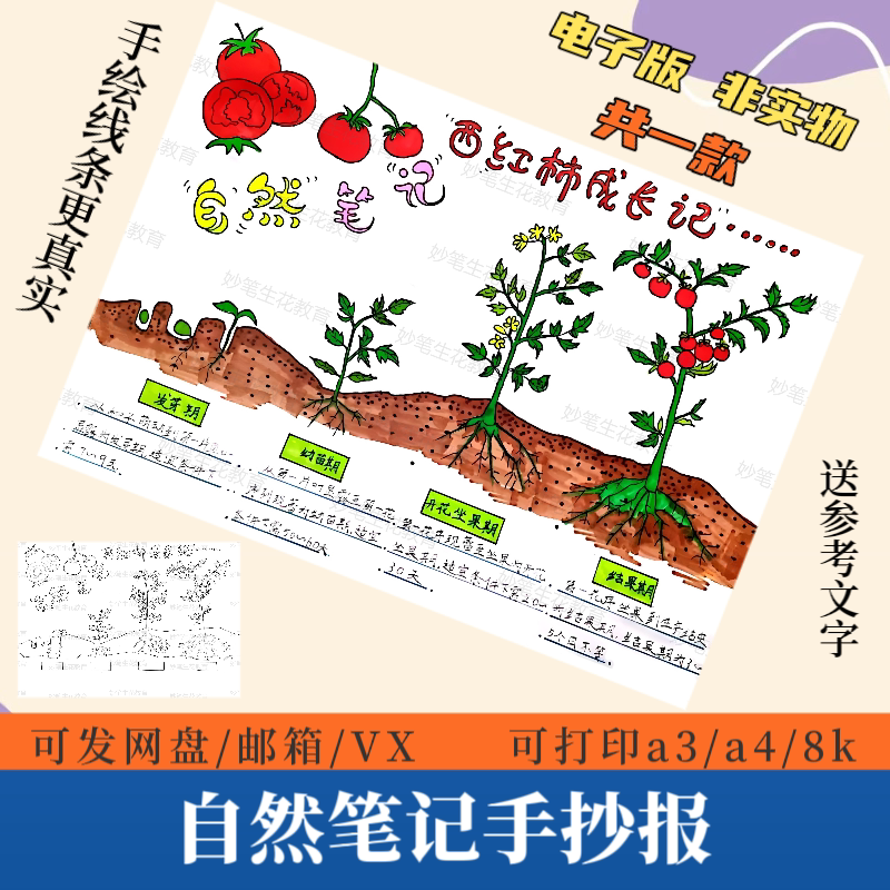 自然笔记手抄报模版电子版西红柿成长记手绘涂色线稿可打印A4A48K