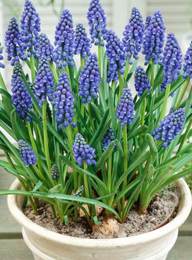 葡萄风信子盆栽带花苞室内阳台庭院植物蓝色成品花苗多年生花卉