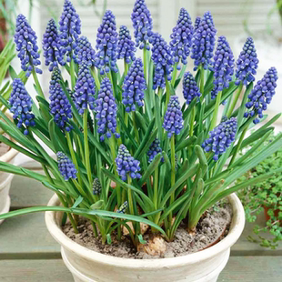 葡萄风信子盆栽带花苞室内阳台庭院植物蓝色成品花苗多年生花卉