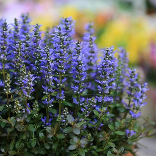 多花筋骨草盆栽花园巧克力片植物四季常绿耐寒多年生宿根姬十二单