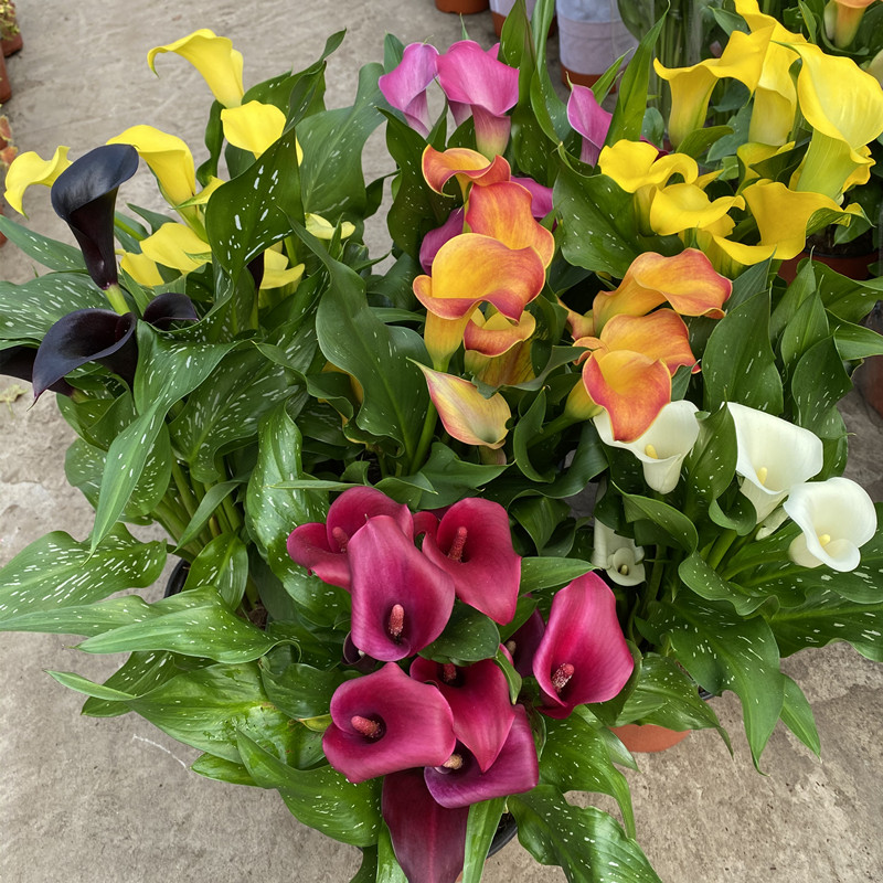 马蹄莲盆栽带花苞四季阳台室内进口花卉多年生客厅桌面植物包邮