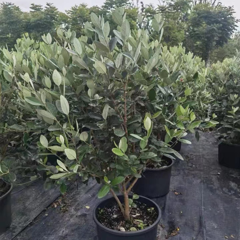 菲油果树苗植物盆栽花卉 油橄榄四季常绿地载庭院组合花镜 斐济果