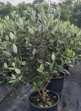 菲油果庭院花镜植物耐寒耐热