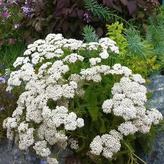 花镜植物澳洲米花盆栽阳台庭院多年生常绿小灌木耐热耐寒白色花苗