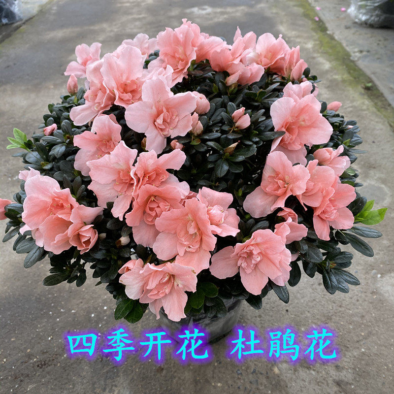 阳台客厅包邮四季杜鹃花盆栽带花图片