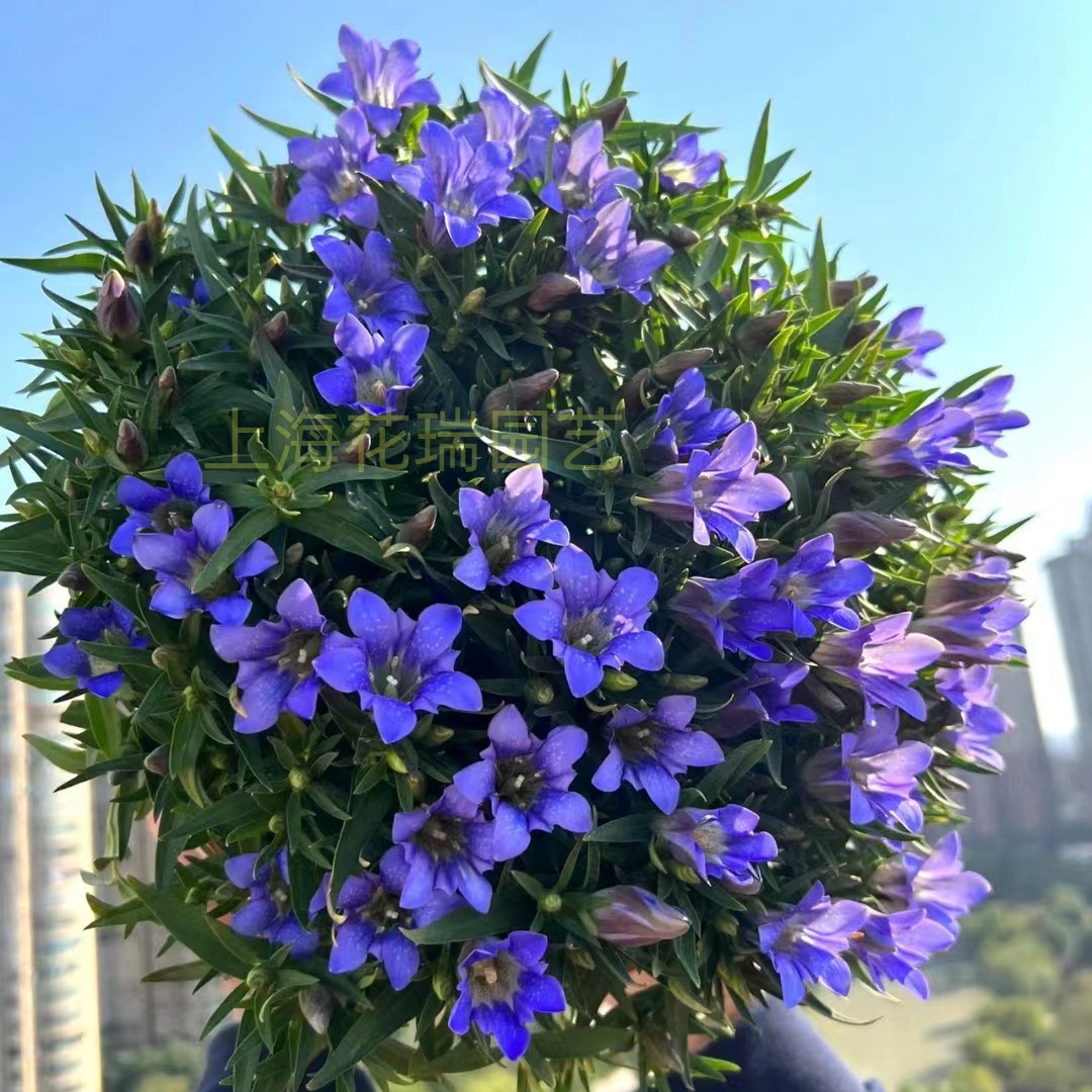 龙胆花阳台庭院秋冬季美观好养