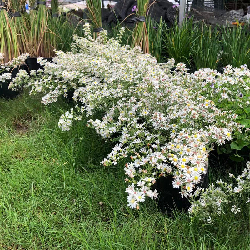 花镜植物柳叶白菀阳台庭院耐寒