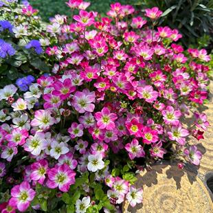 虎耳草盆栽带花苞阳台庭院花卉花期长易爆盆多年生花苗易养植物