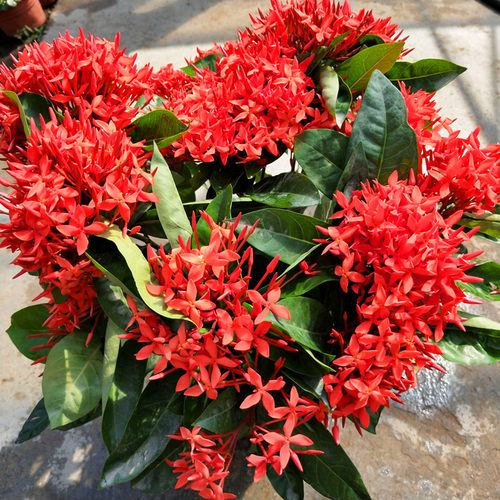 龙船花盆栽带花苞夏季秋季庭院