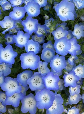 喜林草盆栽阳台庭院花苗 蓝色花海 多年生耐寒地被植物喜阳喜水
