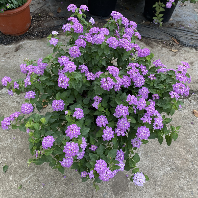 五色梅盆栽五彩花四季棒棒糖大苗庭院室外地栽带花植物花期长包邮