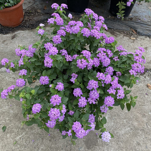 五色梅盆栽带花包邮四季棒棒糖