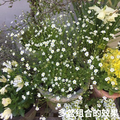 耐寒点地梅花苗阳台庭院盆栽