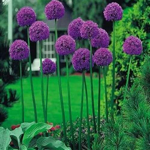 荷兰大花葱盆栽春季花镜植物包邮