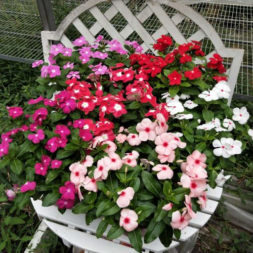 长春花盆栽带花日日春阳台花园