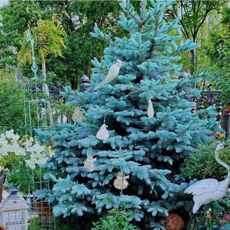 乔木植物耐寒蓝杉室外花园美观