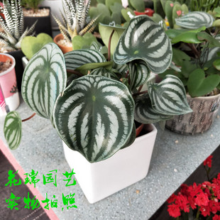 西瓜皮椒草盆栽室内绿植阳台桌面植物小盆栽花卉净化空气