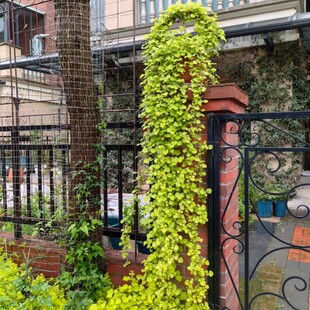 金色茅梅盆栽室外花园地被植物多年生耐热耐寒矮生 匍匐 蔓延观叶