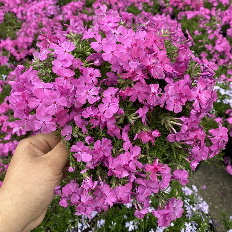 知音花盆栽阳台庭院花卉芝樱花植物四季鲜花多年生耐寒耐旱包邮