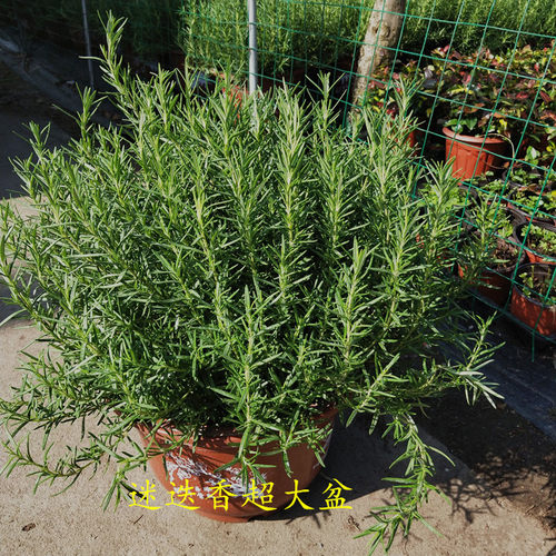 迷迭香盆栽可食用驱蚊草香草薄荷