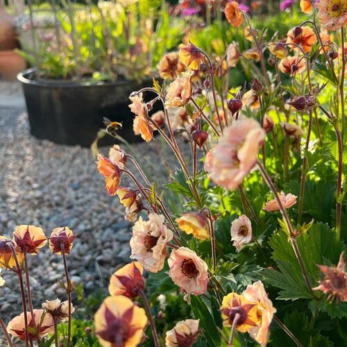 水杨梅盆栽庭院阳台宿根植物