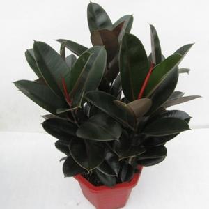 盆栽室内花卉黑金刚 小橡皮树苗净化室内空气 吸收新房的甲醛