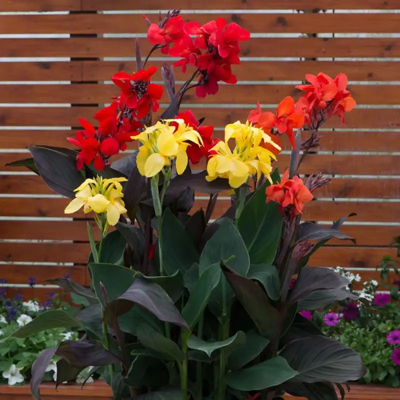 美人蕉盆栽带花苞阳台庭院多年生花镜植物花园地被水生花卉好养活