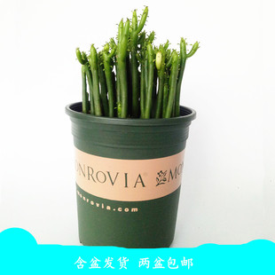 光棍树盆栽小盆景绿植盆栽植物室内办公桌茶几客厅防辐射多肉植物