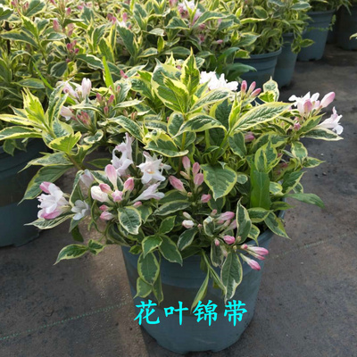 耐寒盆景绿化苗木红王子锦带包邮