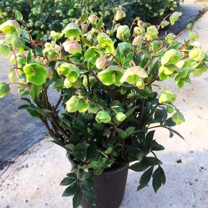 铁筷子盆栽带花苞 圣诞玫瑰嚏根草复古色冬春季耐寒年宵花卉包邮