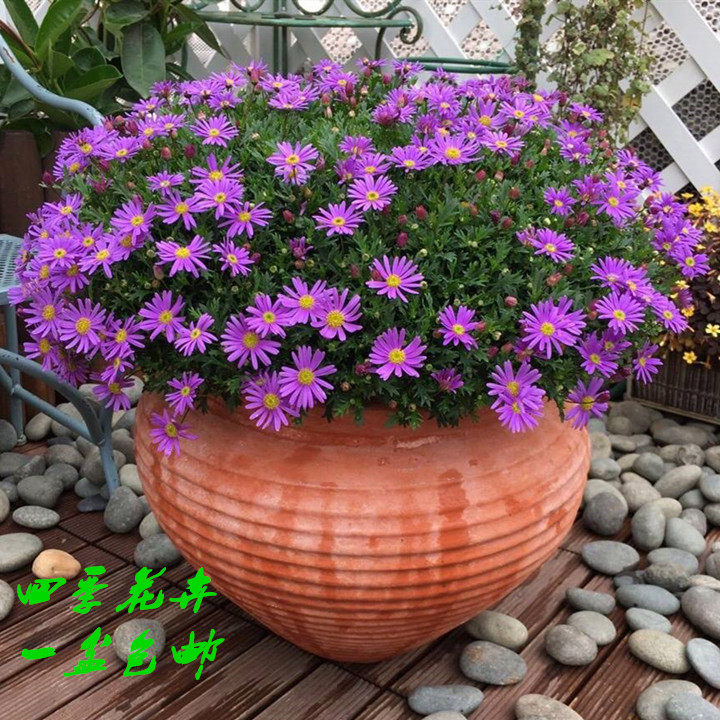 姬小菊盆栽带花苞阳台庭院花卉紫罗兰多年生玛格丽特花苗四季菊花