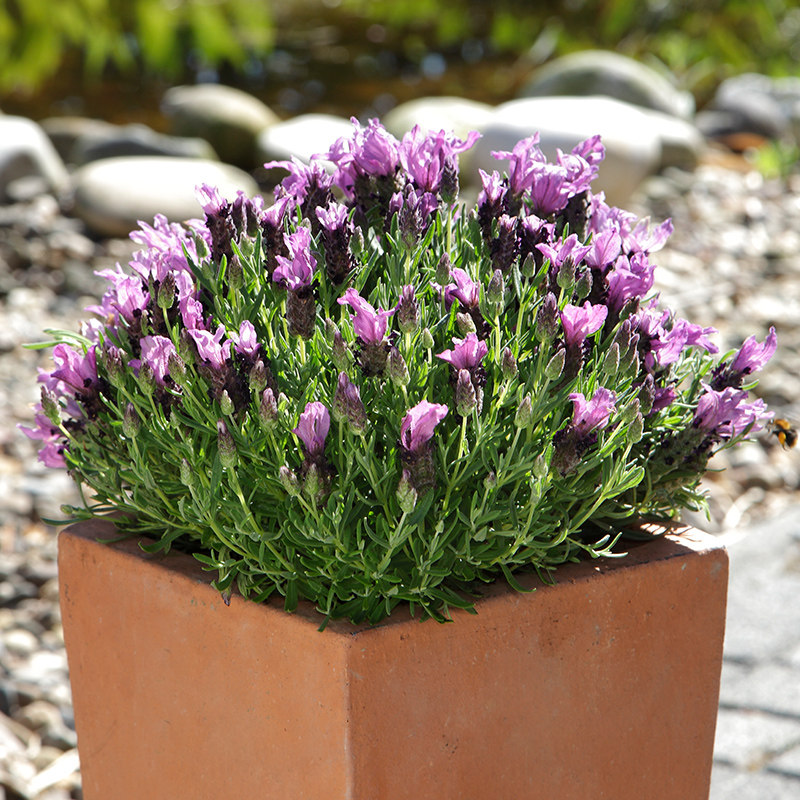 法国薰衣草盆栽带花香型植物室内花苗助眠带香味驱蚊观花庭院花卉