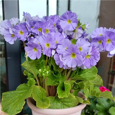 四季樱草盆栽耐寒带苞易养