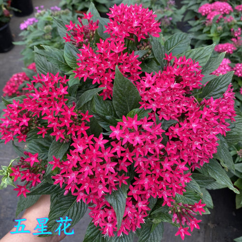 五星花庭院开花不断耐热植物包邮