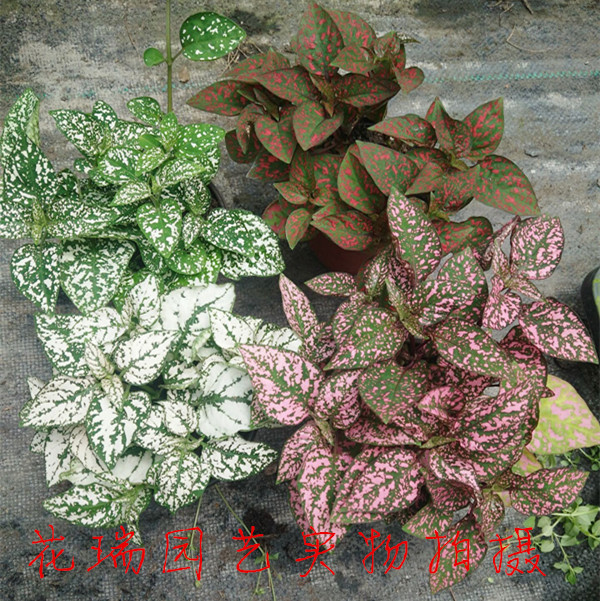 嫣红蔓花苗盆栽室内阳台花园调色板四季常青花叶蔓植物盆景花卉
