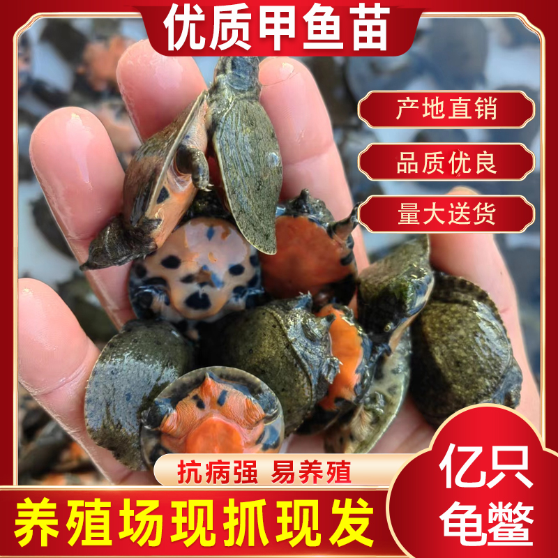 3克小甲鱼苗鱼塘冷水养殖中华鳖水鱼团鱼王八苗龙鱼饲料基地直发