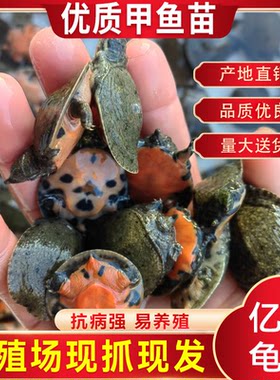 3克小甲鱼苗鱼塘冷水养殖中华鳖水鱼团鱼王八苗龙鱼饲料基地直发