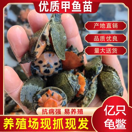3克小甲鱼苗鱼塘冷水养殖中华鳖水鱼团鱼王八苗龙鱼饲料基地直发