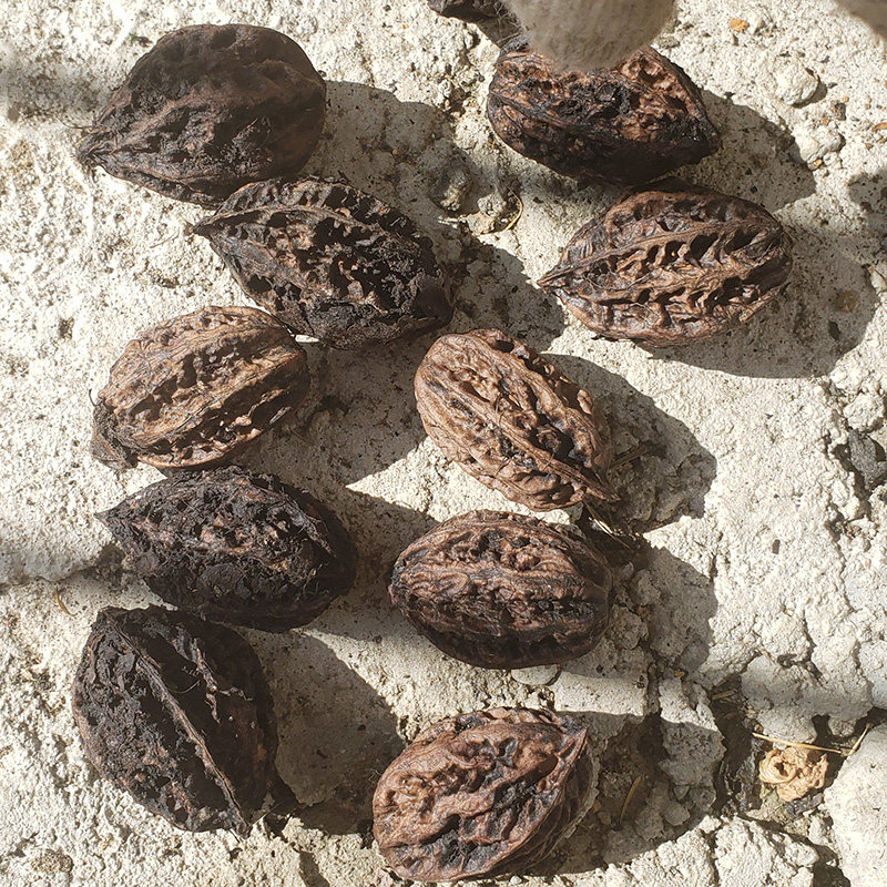 长白山野生山核桃东北山核桃仁可选制作文玩核桃把玩核桃转手核桃