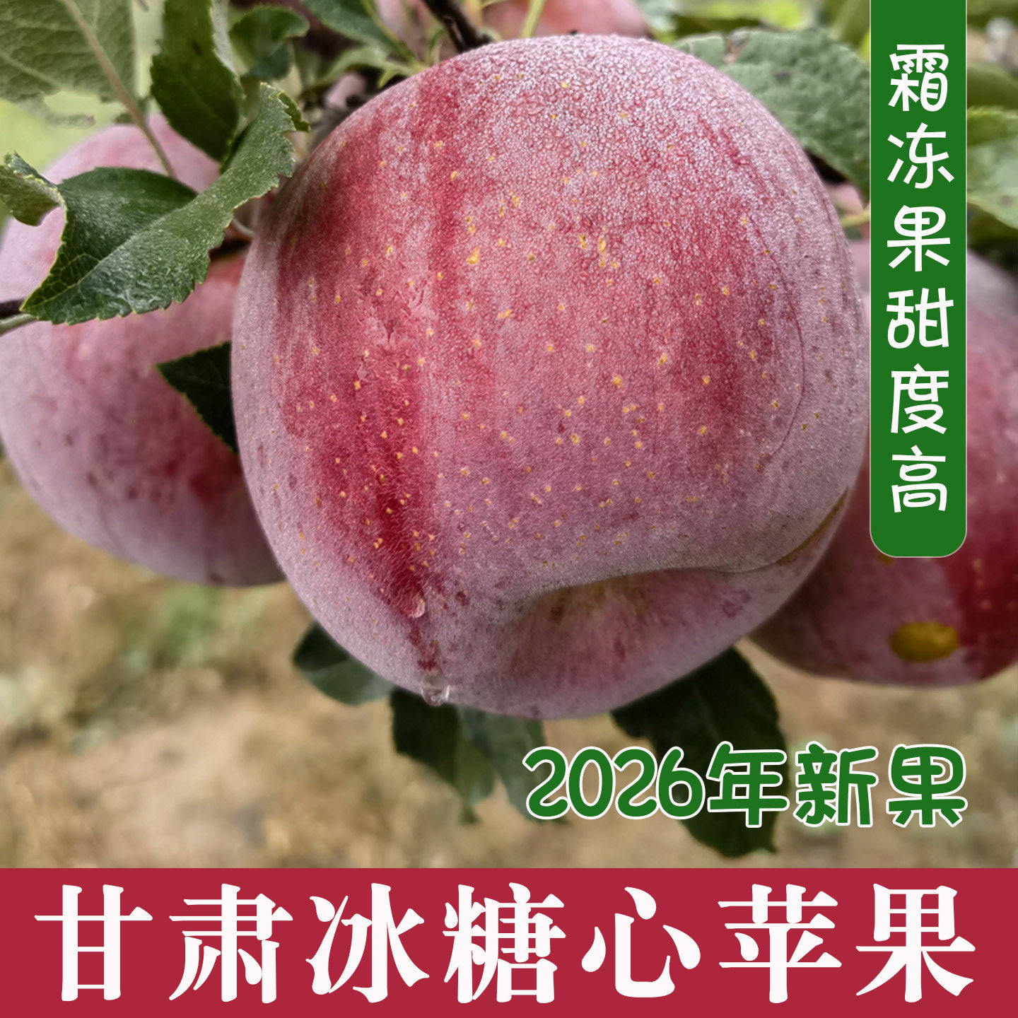 正宗高原新鲜冰糖心苹果红富士